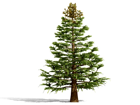 North American Firs Pack 3D Model