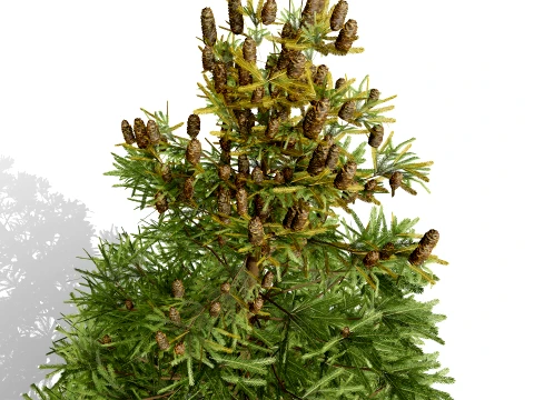North American Firs Pack 3D Model