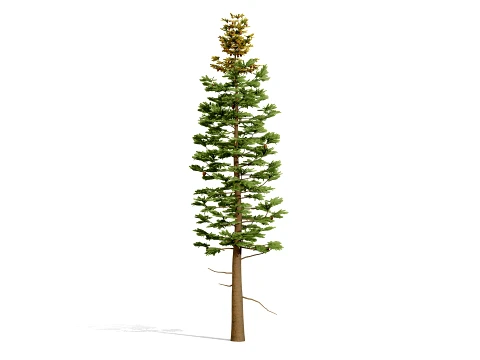 North American Firs Pack 3D Model