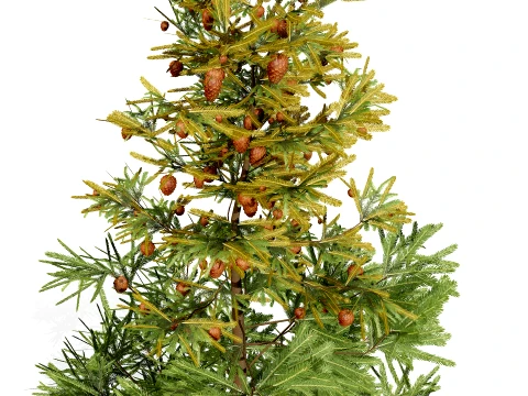 North American Firs Pack 3D Model