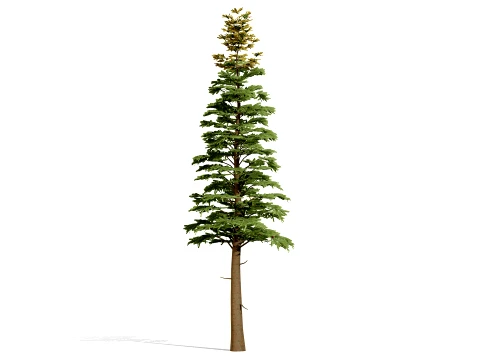 North American Firs Pack 3D Model