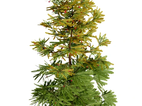 North American Firs Pack 3D Model