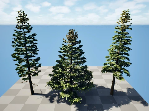 North American Firs Pack 3D Model