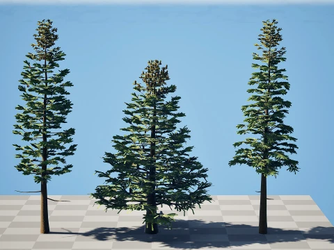 North American Firs Pack 3D Model