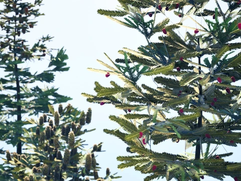 North American Firs Pack 3D Model