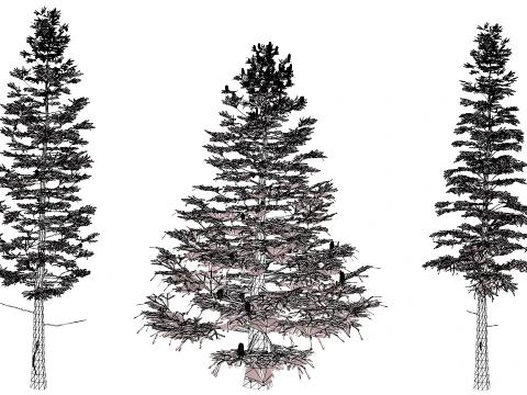 North American Firs Pack 3D Model
