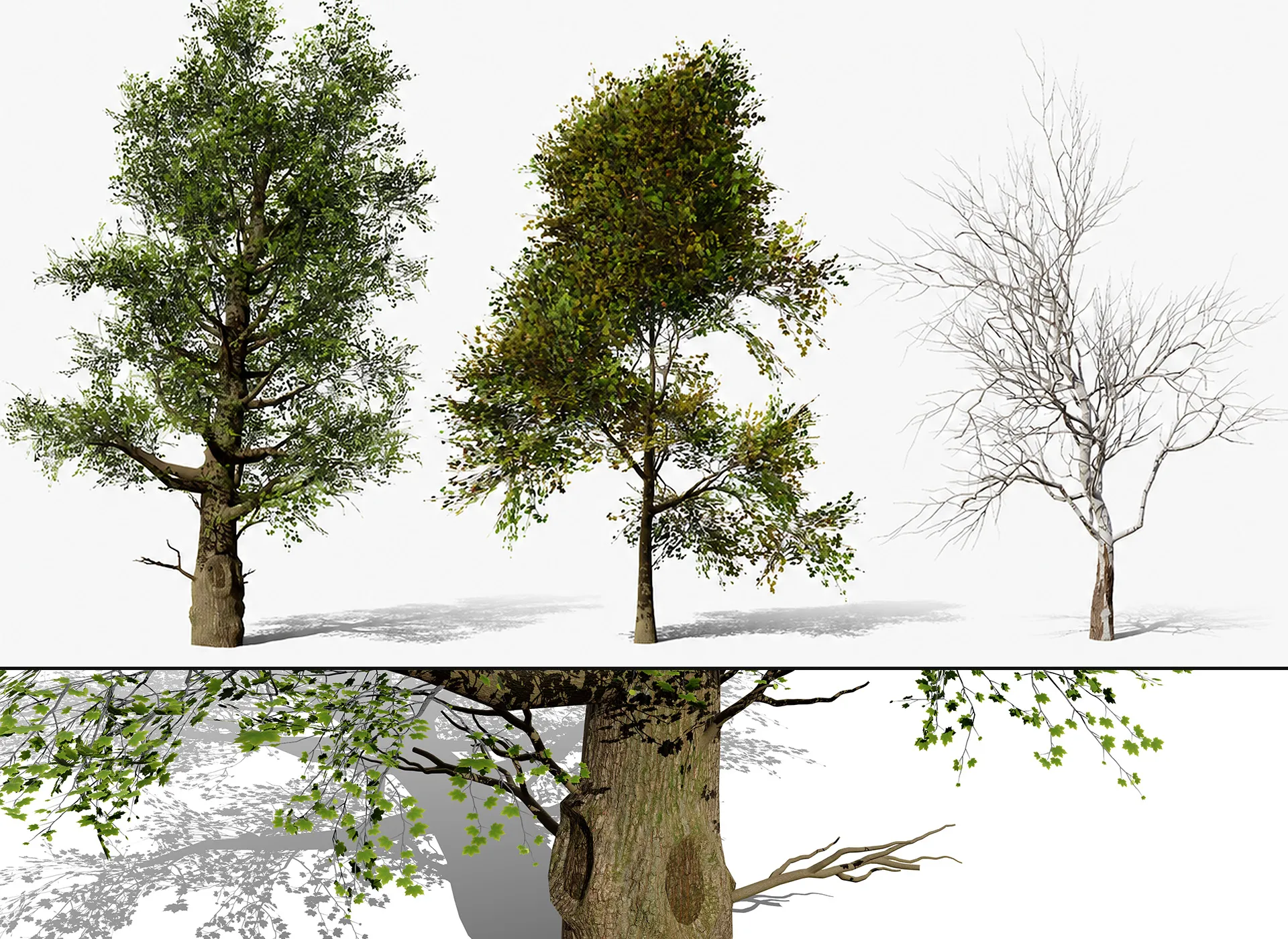 North American Sycamore Tree 3D Model .c4d .max .obj .3ds .fbx .stl .blend