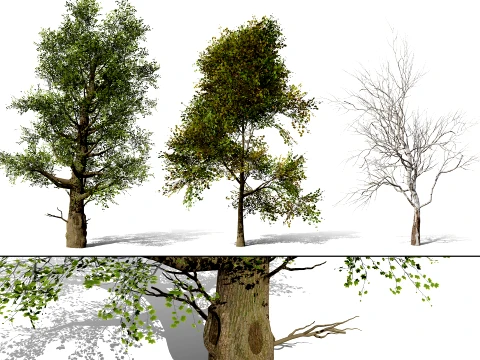 उत्तर अमेरिकी गूलर का पेड़ 3D मॉडल
