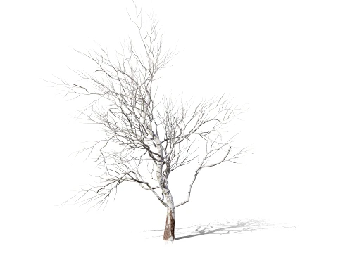 North American Sycamore Tree 3D Model