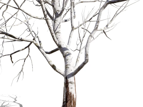 North American Sycamore Tree 3D Model