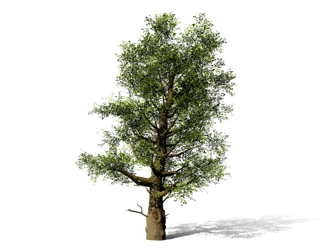 North American Sycamore Tree 3D Model
