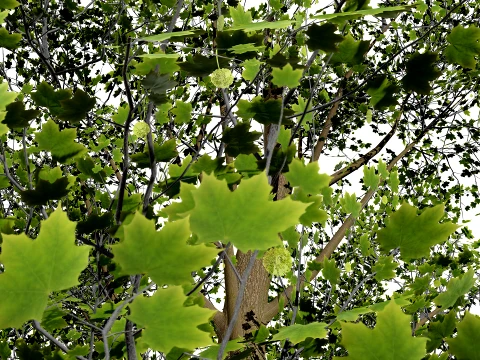 North American Sycamore Tree 3D Model