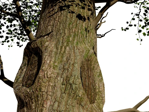 North American Sycamore Tree 3D Model