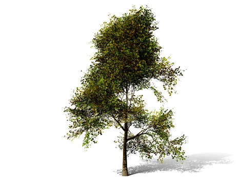 North American Sycamore Tree 3D Model