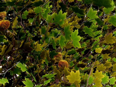 North American Sycamore Tree 3D Model