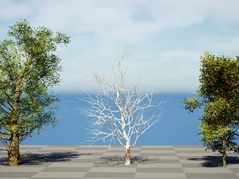 North American Sycamore Tree 3D Model