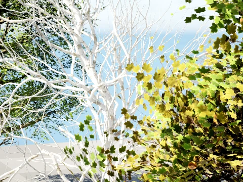 North American Sycamore Tree 3D Model