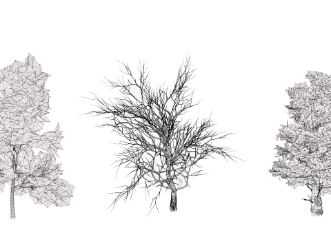 North American Sycamore Tree 3D Model