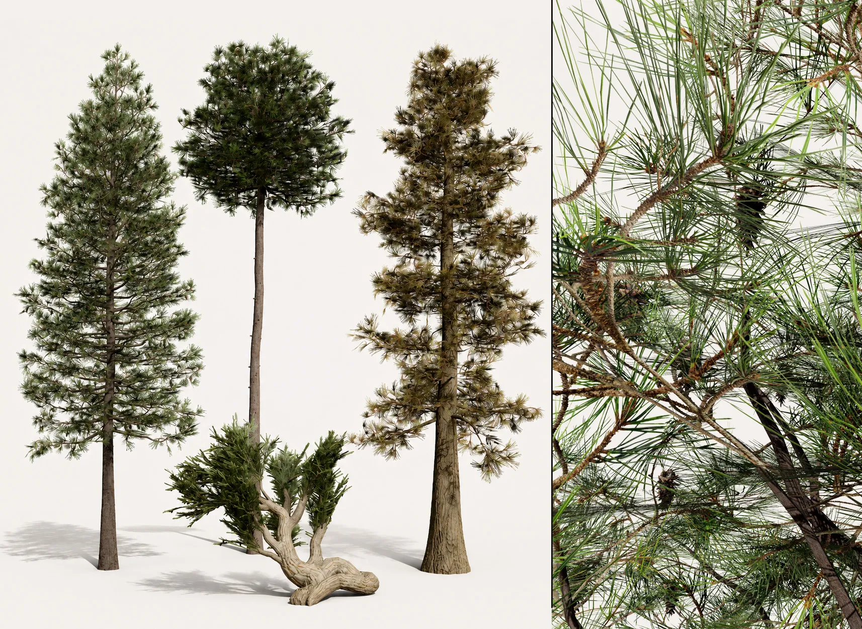 North American Pines Collection 3D Model .c4d .max .obj .3ds .fbx .stl .blend