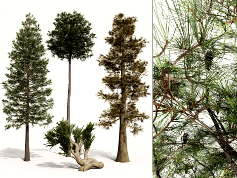 North American Pines Collection 3D Model