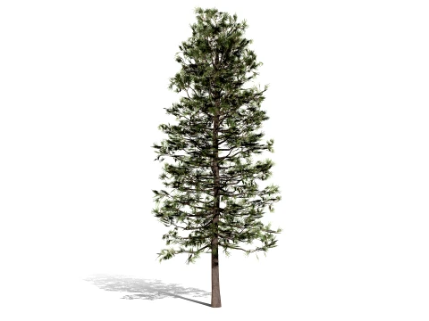 North American Pines Collection 3D Model