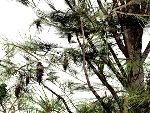 North American Pines Collection 3D Model