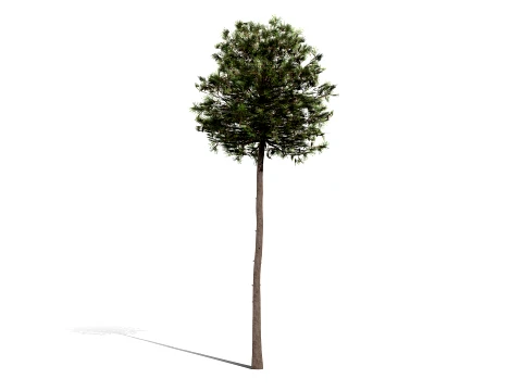 North American Pines Collection 3D Model