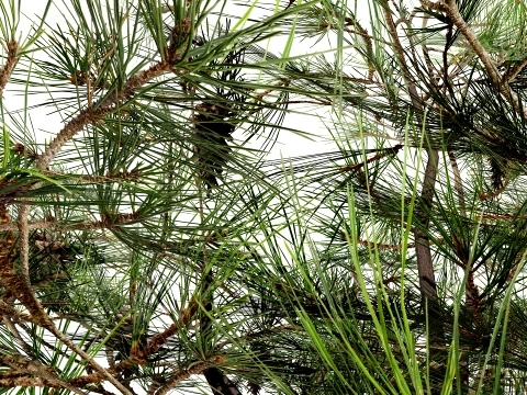 North American Pines Collection 3D Model