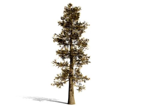 North American Pines Collection 3D Model