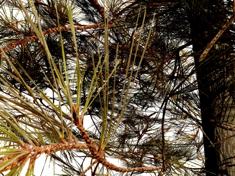 North American Pines Collection 3D Model