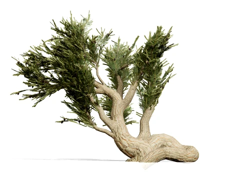 North American Pines Collection 3D Model