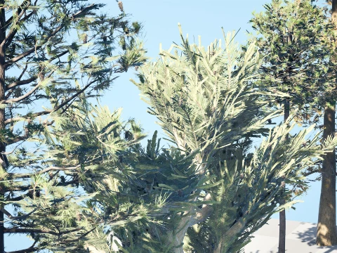 North American Pines Collection 3D Model