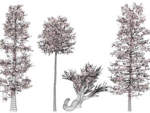 North American Pines Collection 3D Model