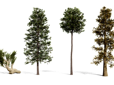North American Pines Collection 3D Model
