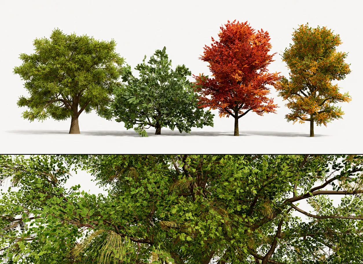 North American Oak Trees Collection 3D Model .c4d .max .obj .3ds .fbx .stl .blend