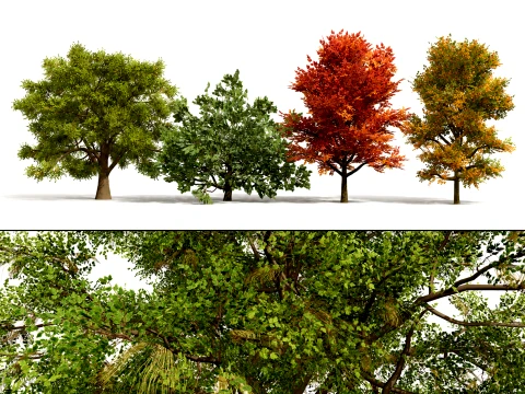 North American Oak Trees Collection 3D Model