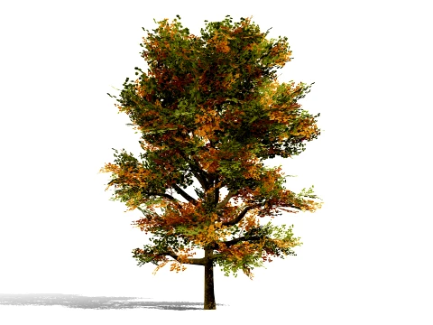 North American Oak Trees Collection 3D Model