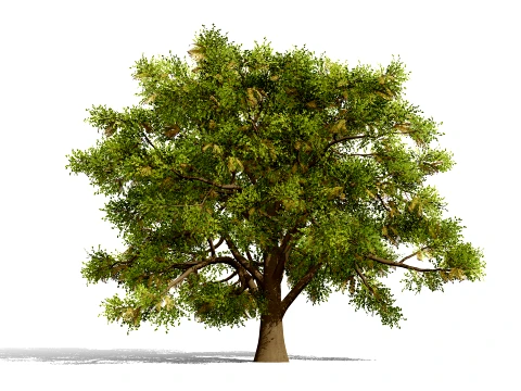 North American Oak Trees Collection 3D Model