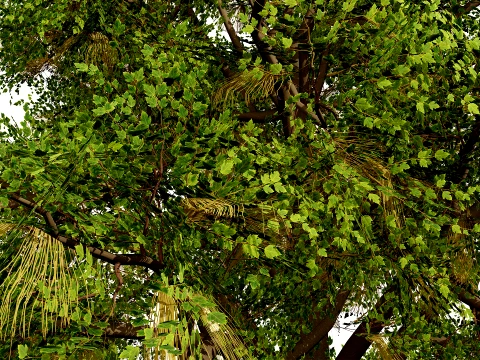 North American Oak Trees Collection 3D Model