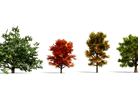 North American Oak Trees Collection 3D Model
