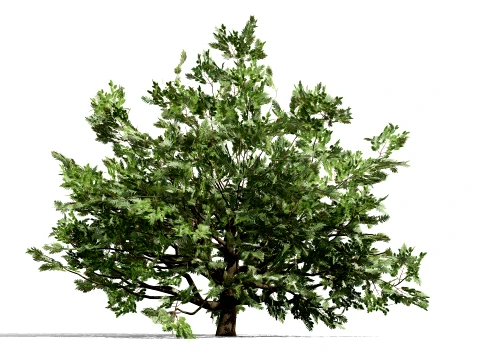 North American Oak Trees Collection 3D Model