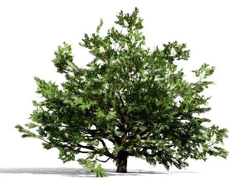 North American Oak Trees Collection 3D Model