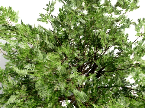 North American Oak Trees Collection 3D Model