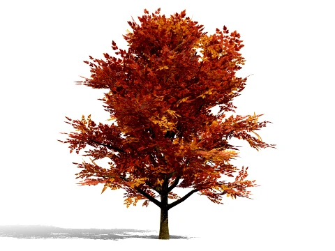 North American Oak Trees Collection 3D Model