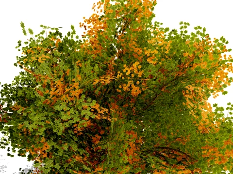 North American Oak Trees Collection 3D Model