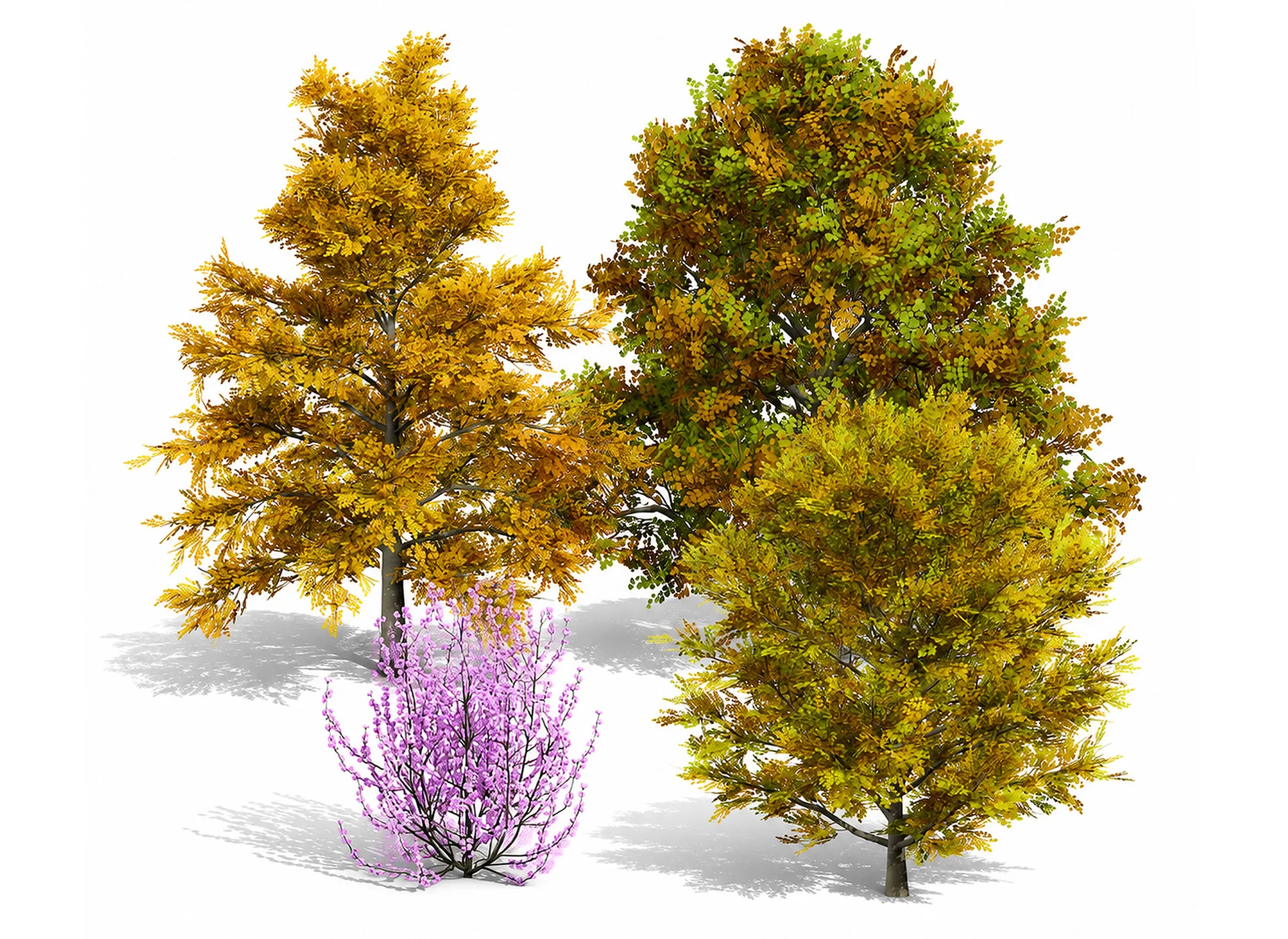 北米のチューリップ ツリー パック 3Dモデル .c4d .max .obj .3ds .fbx .stl .blend 