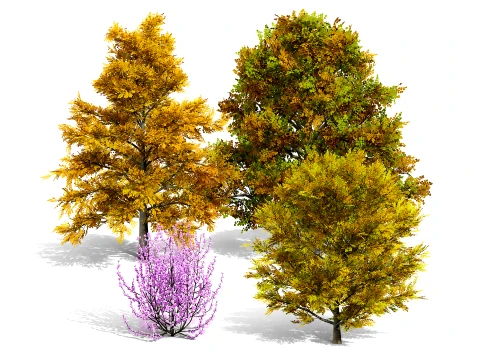 North American Tulip Tree Pack 3D Model