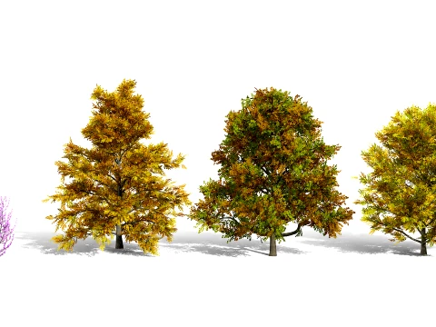 北米のチューリップ ツリー パック 3Dモデル