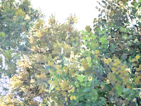 北米のチューリップ ツリー パック 3Dモデル