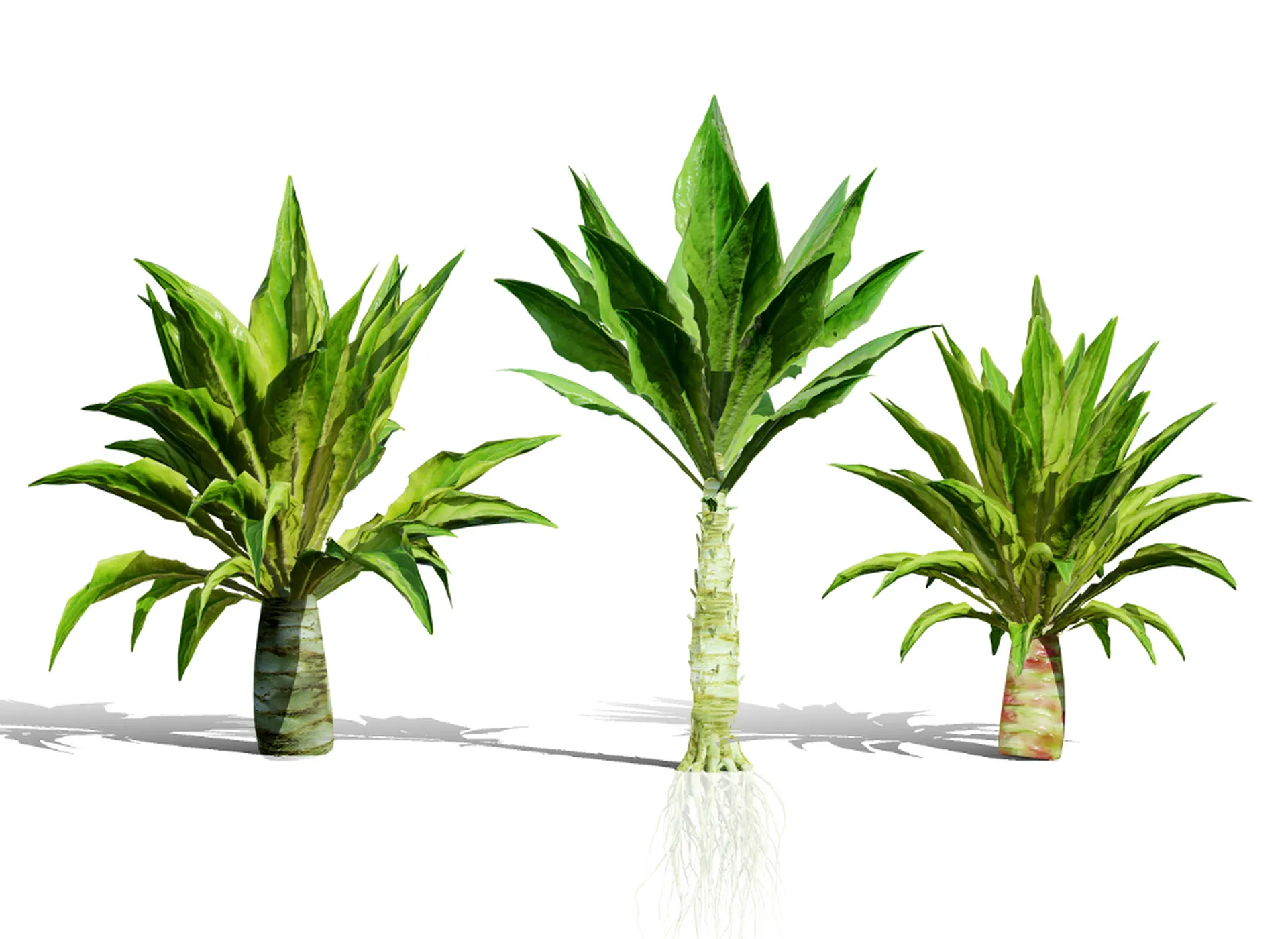 North American Celtuce Plant Collection 3D Model .c4d .max .obj .3ds .fbx .stl .blend 